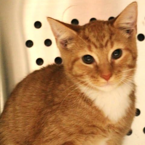 Enlarge 26-00253 Pumpkin, an adopted Domestic Short Hair in Fredericksburg, VA image 1/1