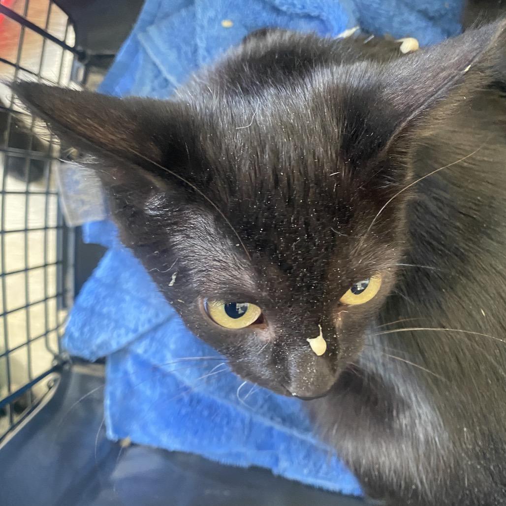 Bongo, Adoptable, Kitten Male Domestic Short Hair.