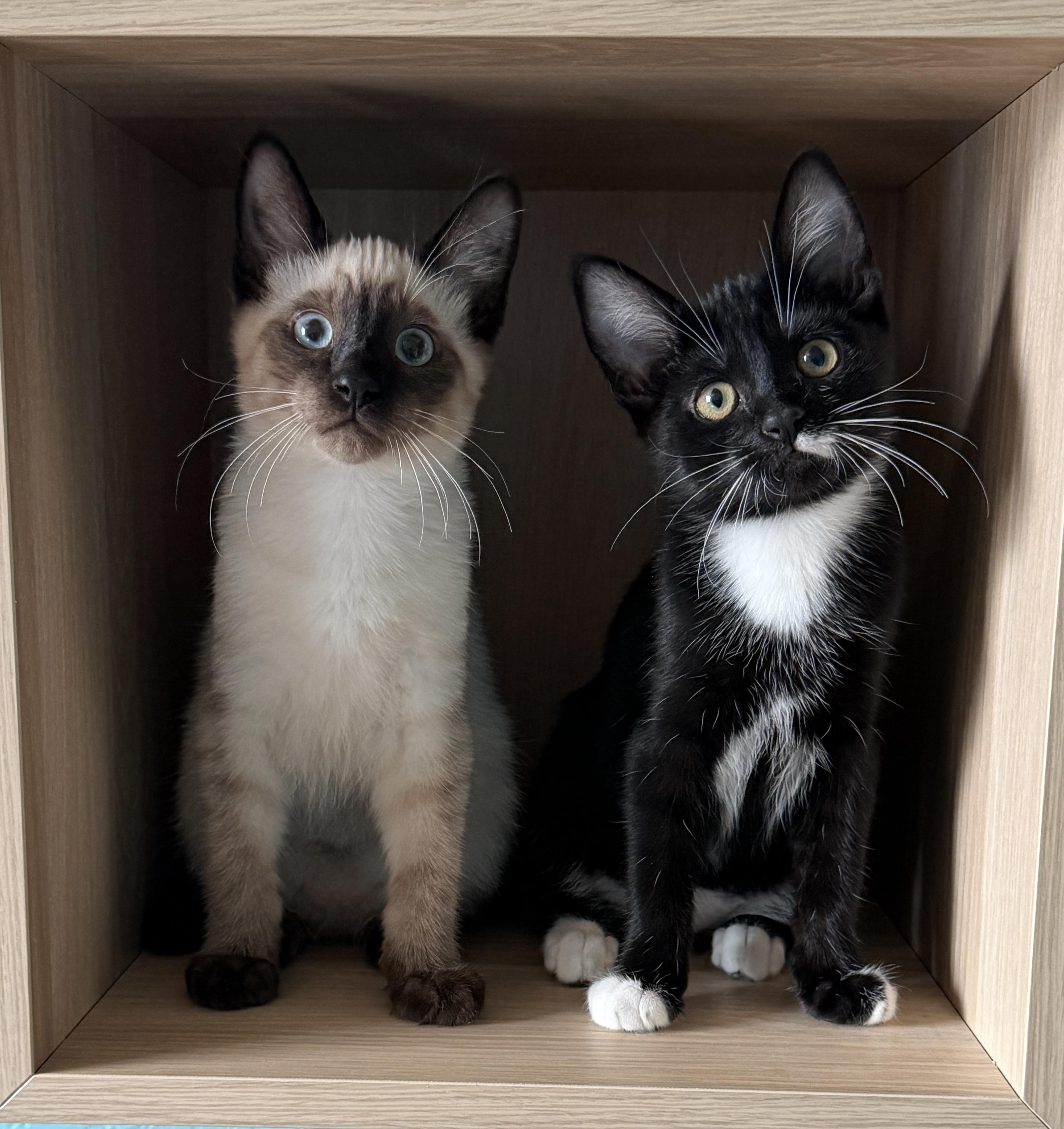 Enlarge Cosmo and Luna, a Adopted mixed breed in Federal Way, WA image 2/6