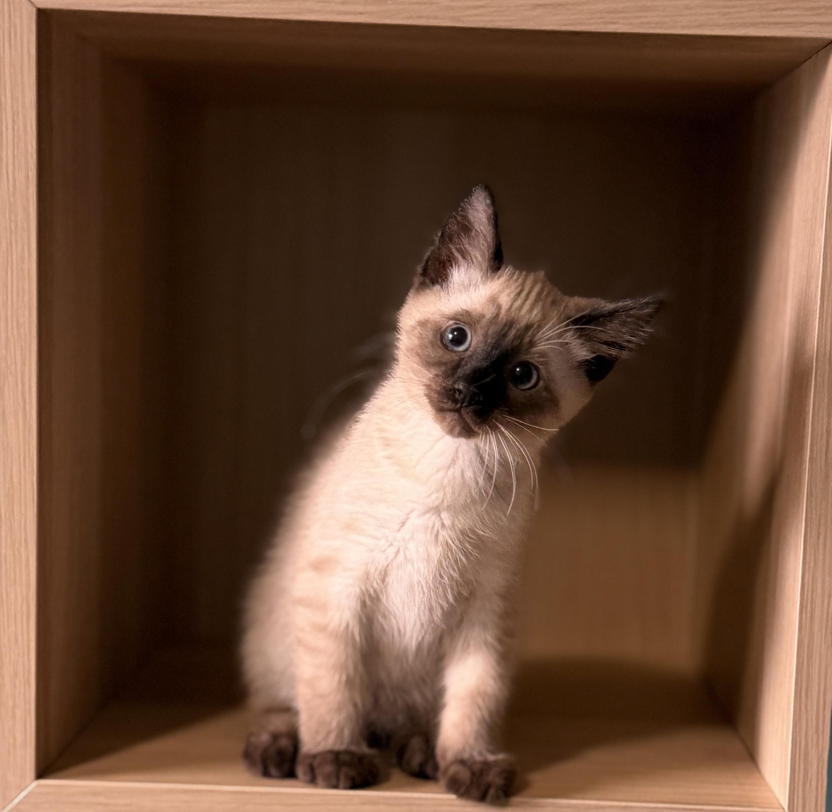 Enlarge Cosmo and Luna, a Adopted mixed breed in Federal Way, WA image 4/6