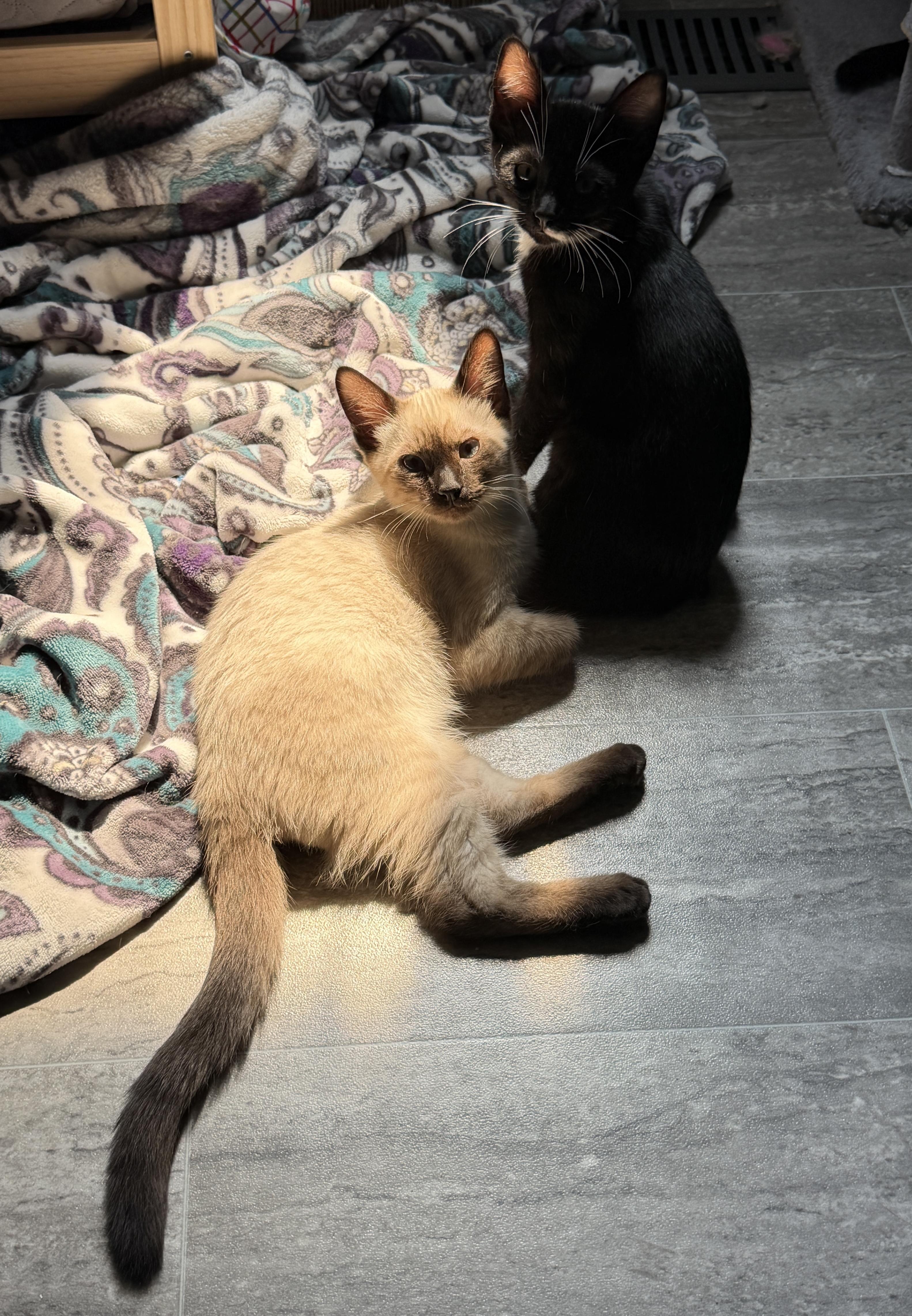 Enlarge Cosmo and Luna, a Adopted mixed breed in Federal Way, WA image 6/6