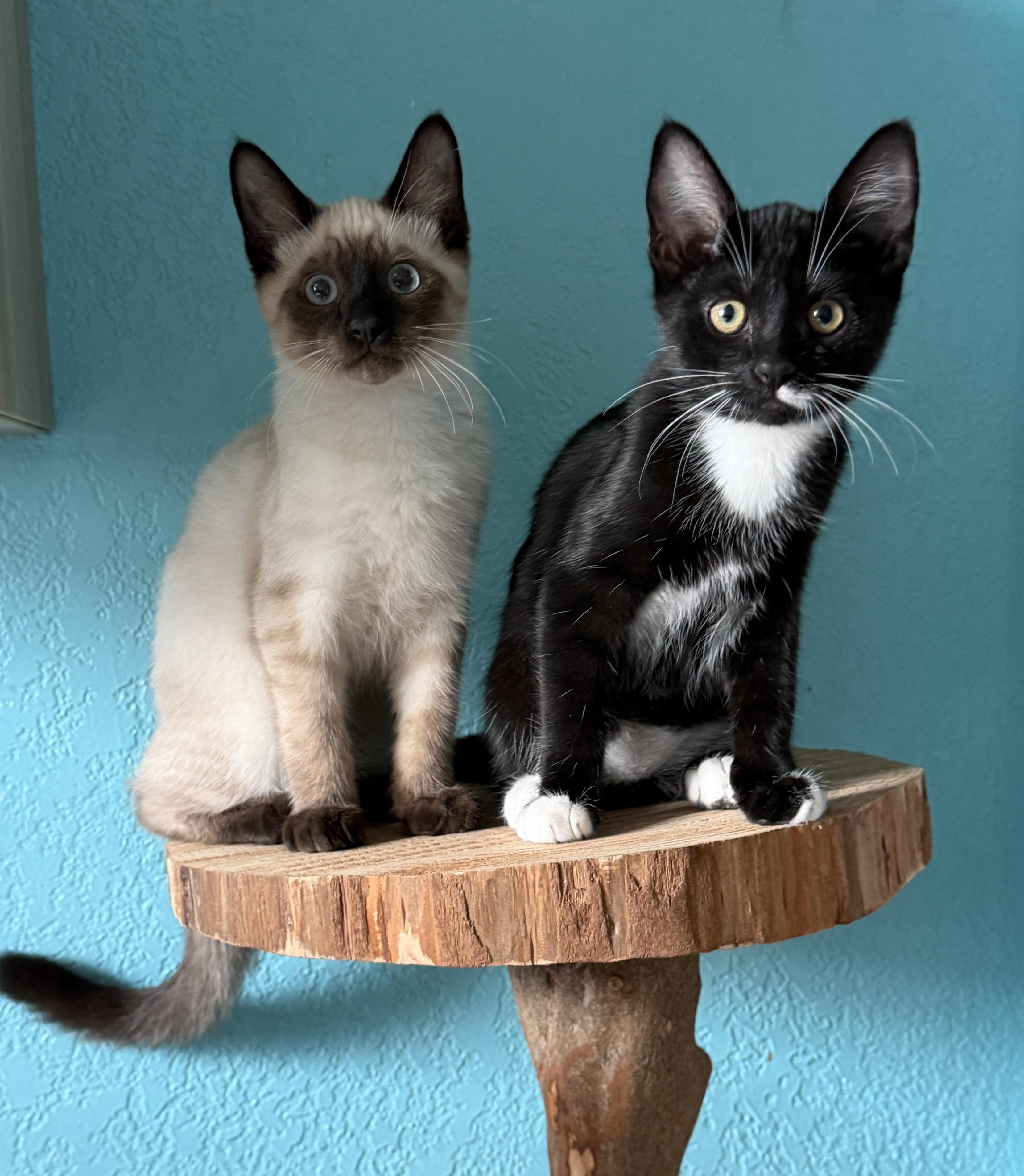 Cosmo and Luna, Adopted, Kitten Male Domestic Short Hair & Siamese.