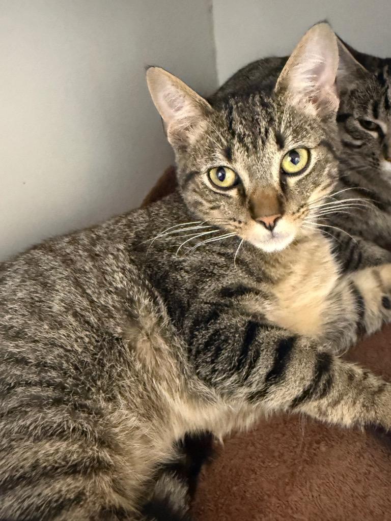 Hank Williams, Adoptable, Young Male Domestic Short Hair.