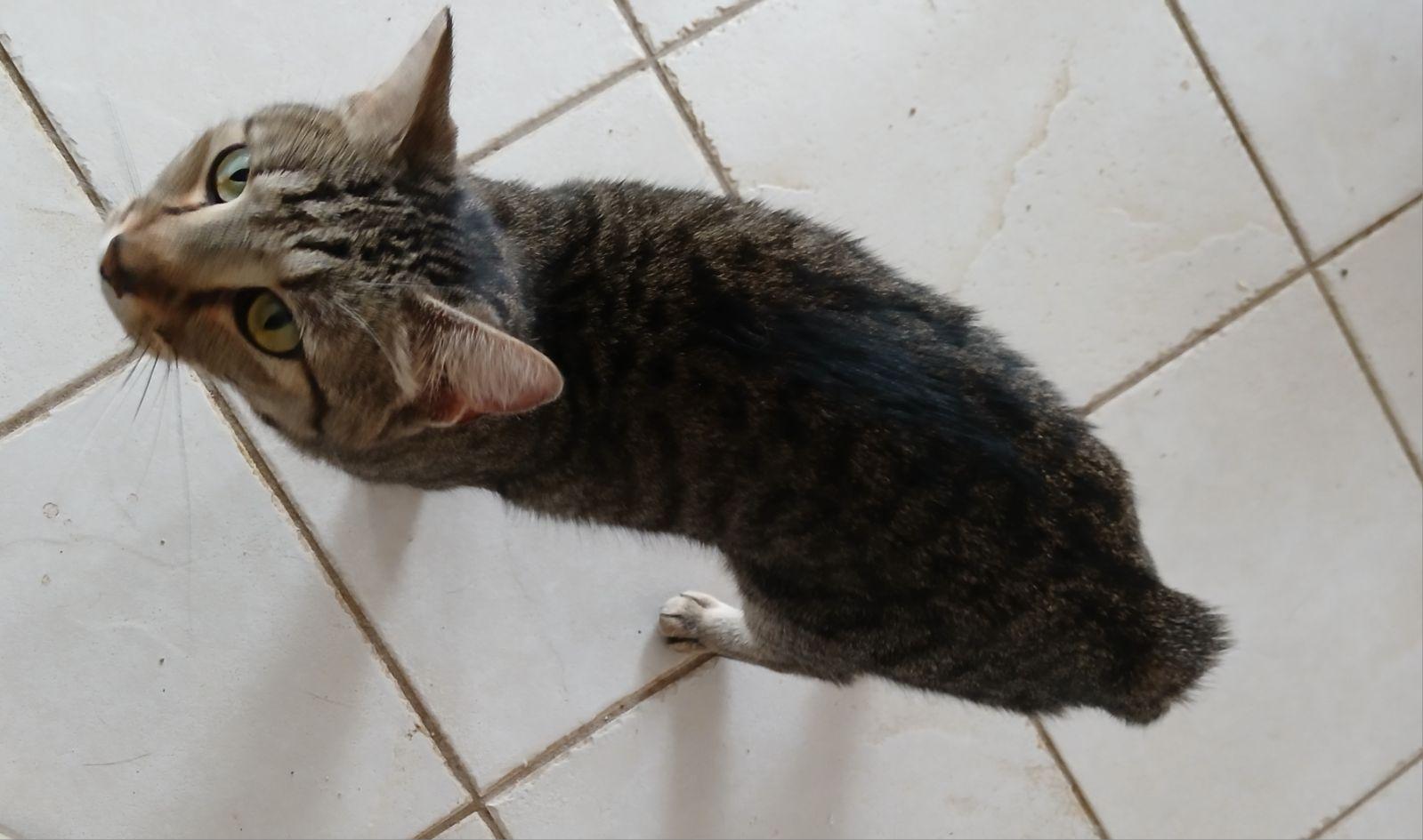 Josie, Adoptable, Young Female Domestic Short Hair & Manx.