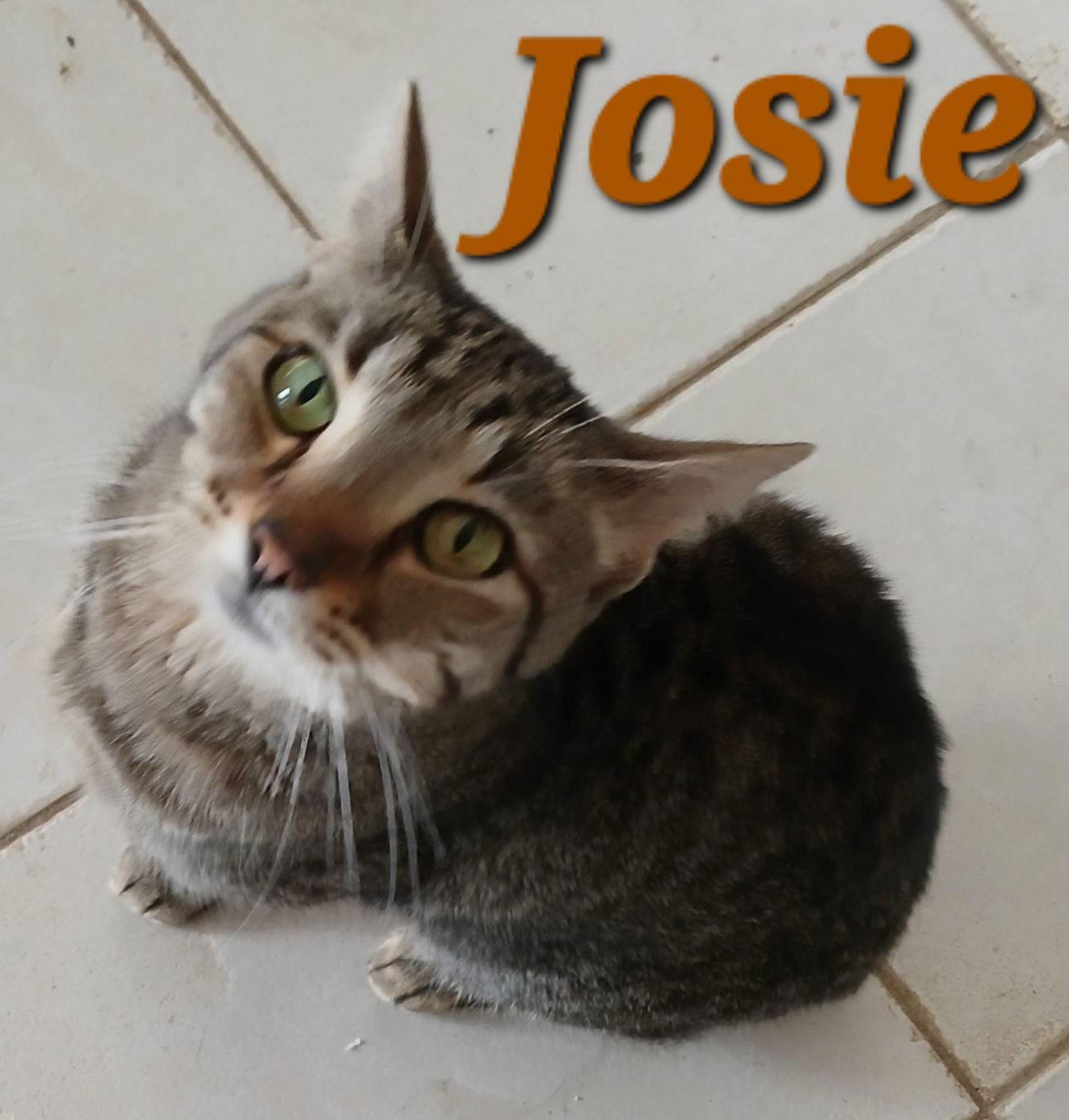 Josie thumbnail 2