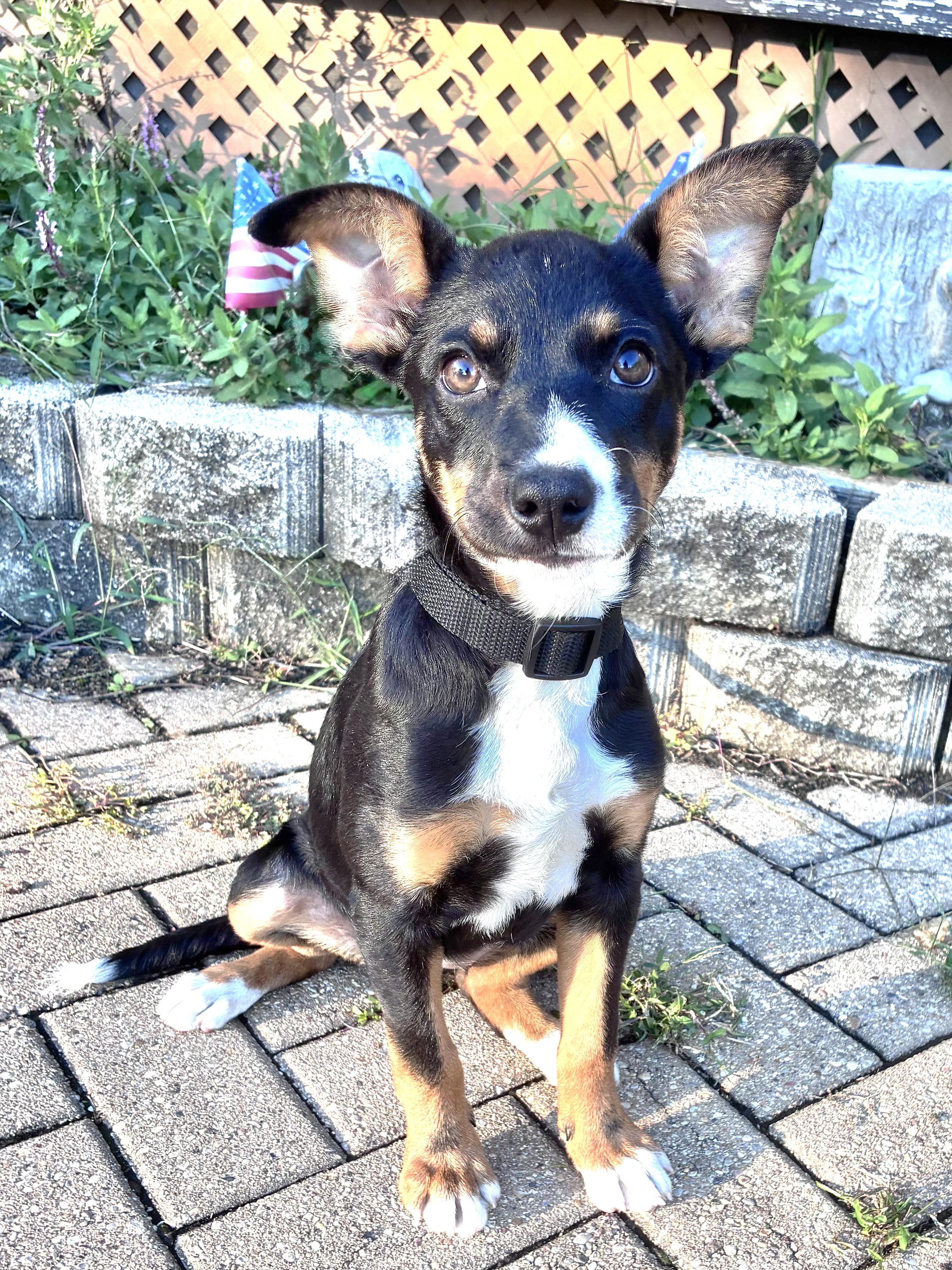 Enlarge Neena, a Adoptable mixed breed in West Chicago, IL image 1/3