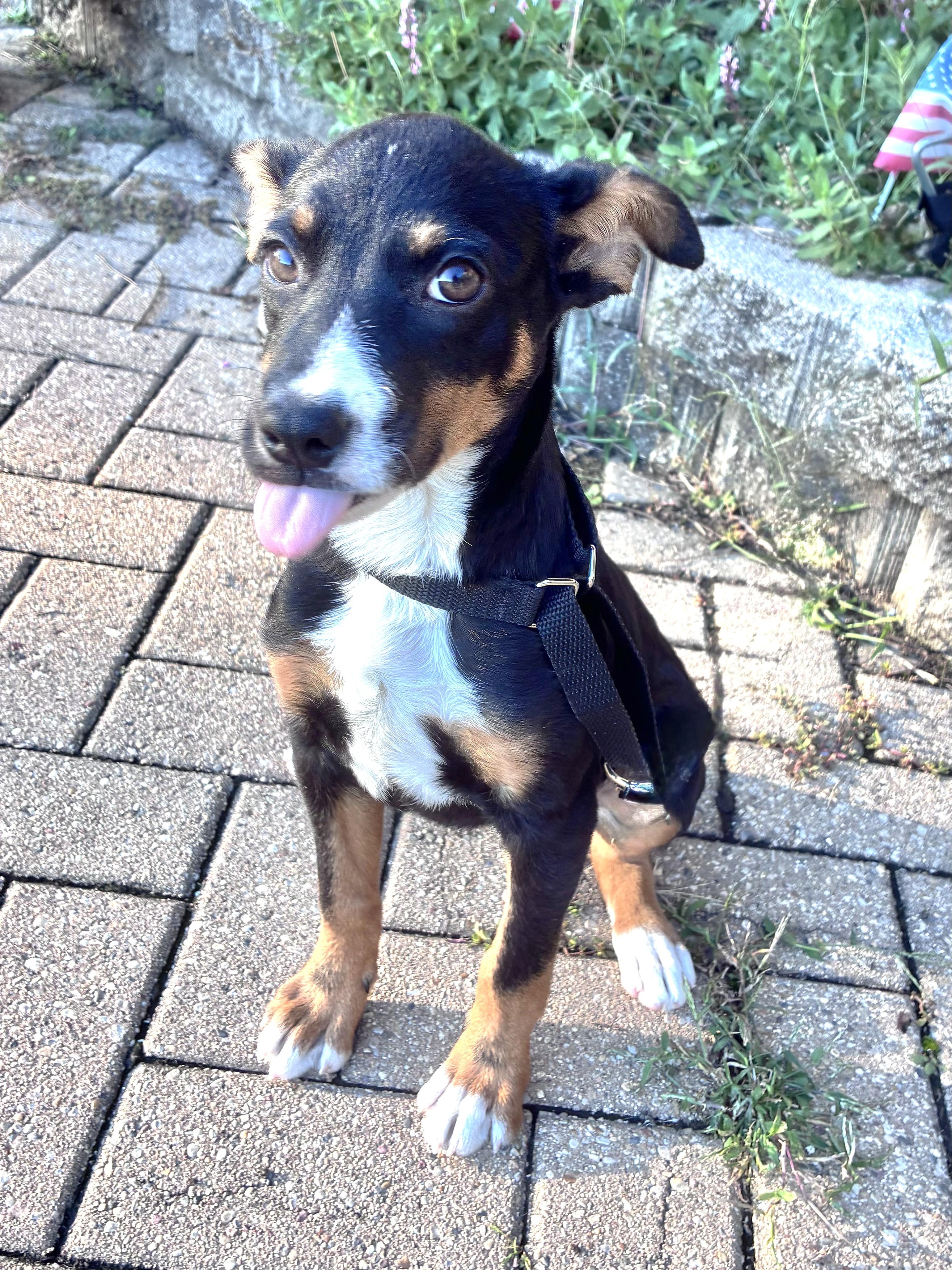 Enlarge Neena, a Adoptable mixed breed in West Chicago, IL image 3/3
