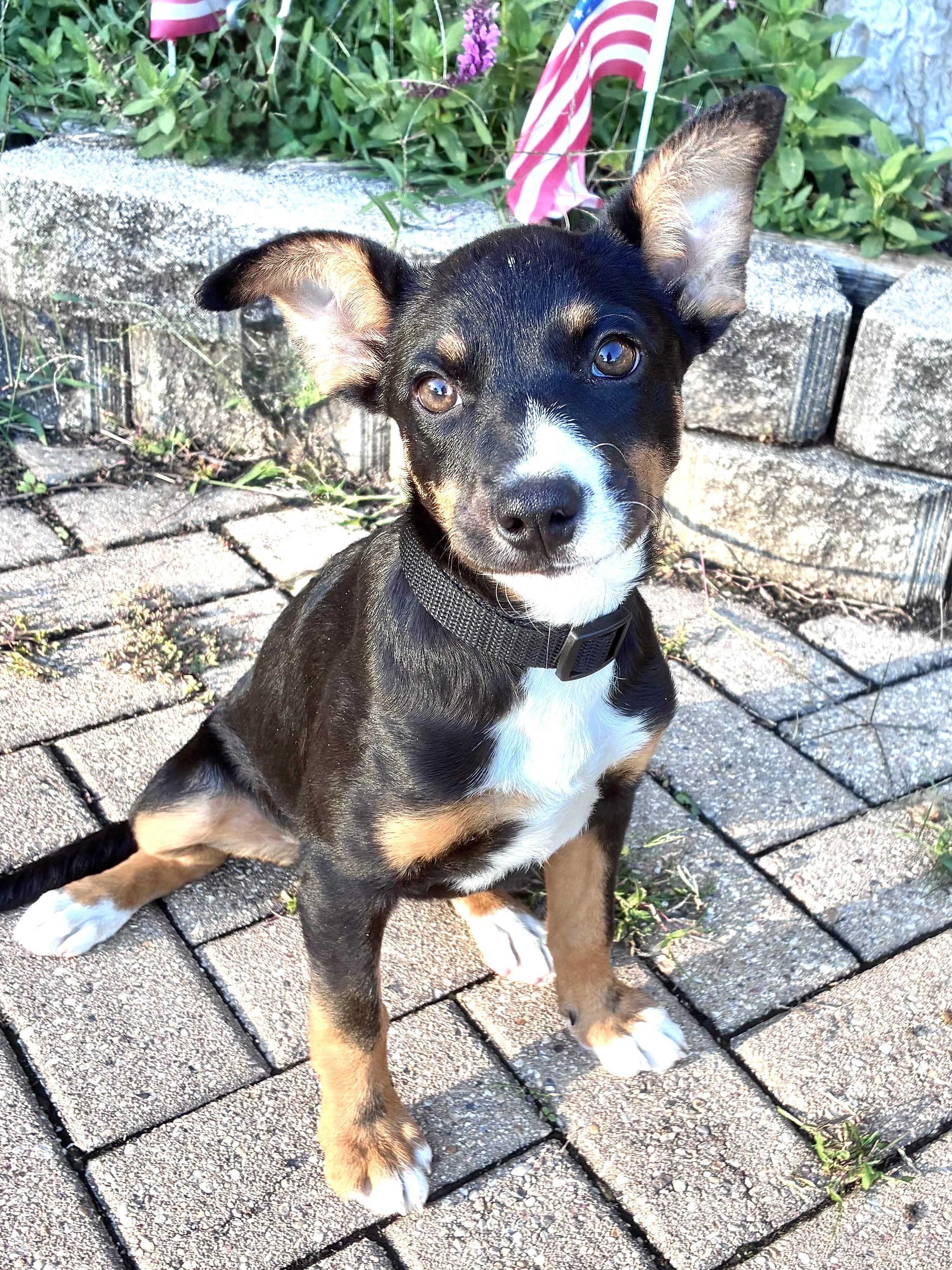 Enlarge Neena, a Adoptable mixed breed in West Chicago, IL image 2/3