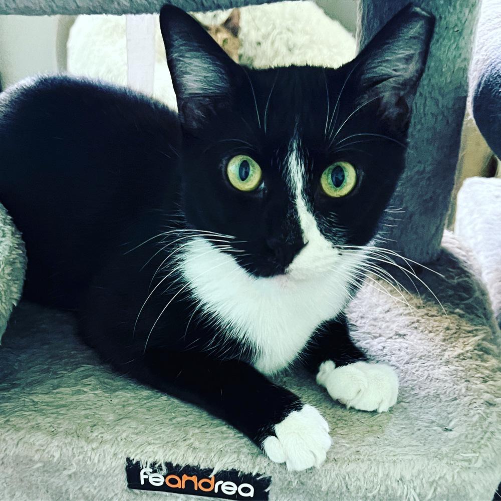 Enlarge SETH-born early 2022, a Adoptable Domestic Short Hair in Burlington, NC image 1/6