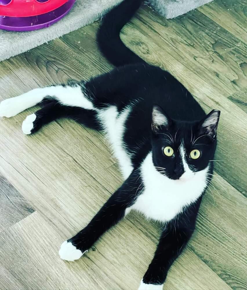 Enlarge SETH-born early 2022, a Adoptable Domestic Short Hair in Burlington, NC image 3/6