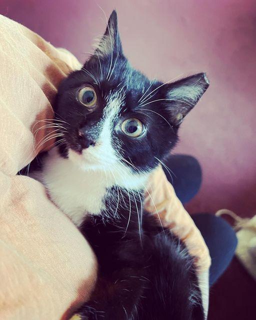 Enlarge SETH-born early 2022, a Adoptable Domestic Short Hair in Burlington, NC image 4/6