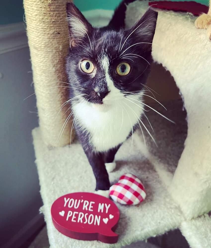 Enlarge SETH-born early 2022, a Adoptable Domestic Short Hair in Burlington, NC image 5/6