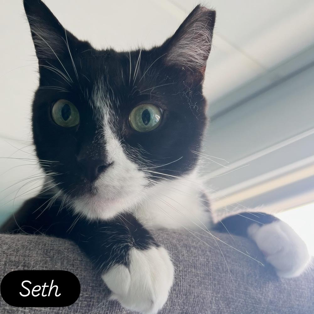 Enlarge SETH-born early 2022, a Adoptable Domestic Short Hair in Burlington, NC image 5/6