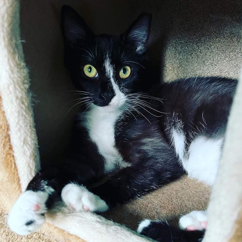 Enlarge SETH-born early 2022, a Adoptable Domestic Short Hair in Burlington, NC image 6/6