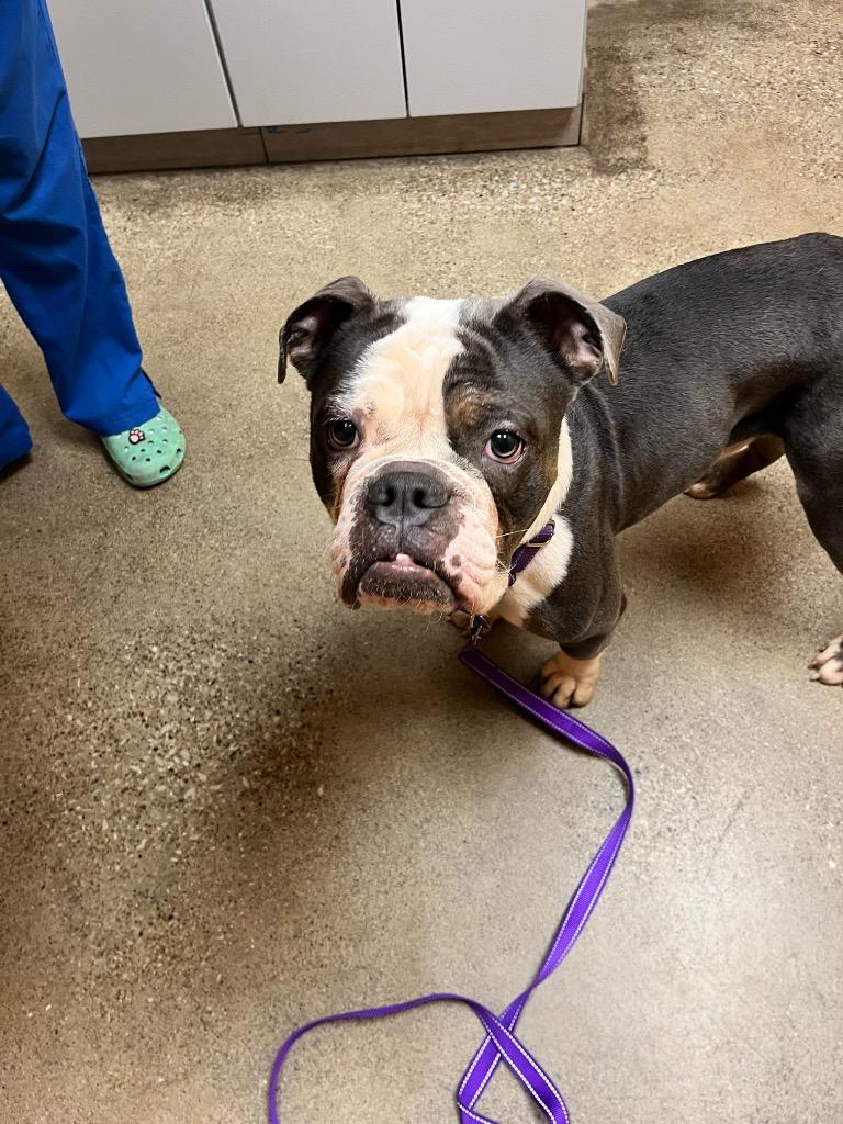 Brutus, Adoptable, Puppy Male English Bulldog.