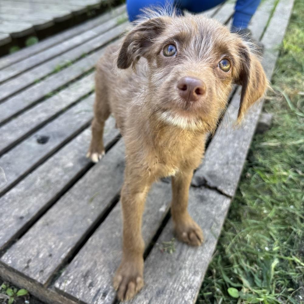 Enlarge Hex, a Adopted mixed breed in China Township, MI image 2/6