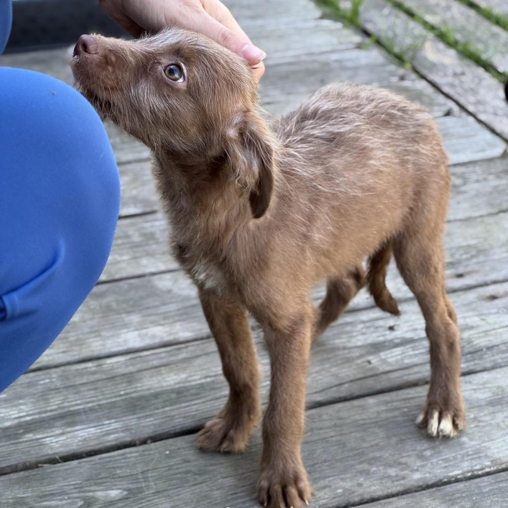 Enlarge Hex, a Adopted mixed breed in China Township, MI image 3/6