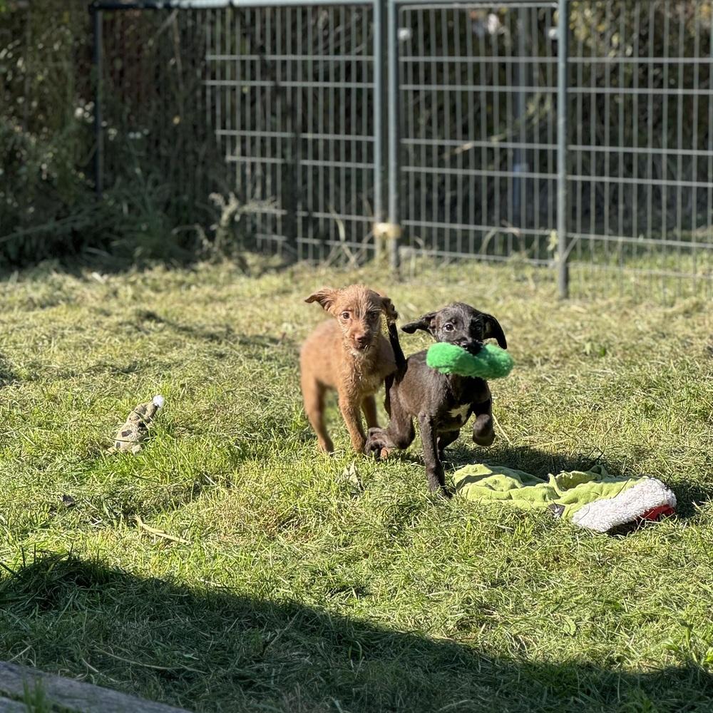 Enlarge Hex, a Adopted mixed breed in China Township, MI image 4/6