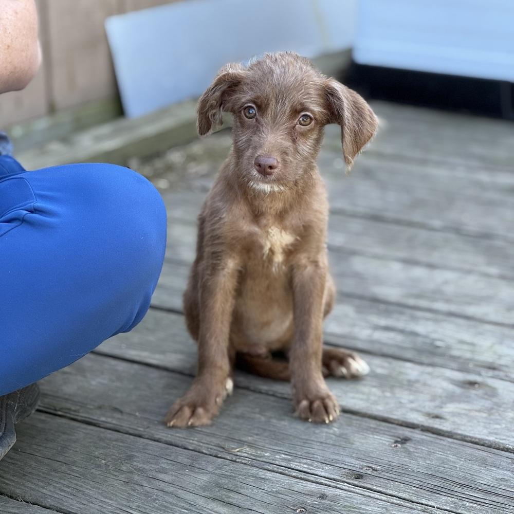 Hex, Adopted, Puppy Female Poodle & Pit Bull Terrier.