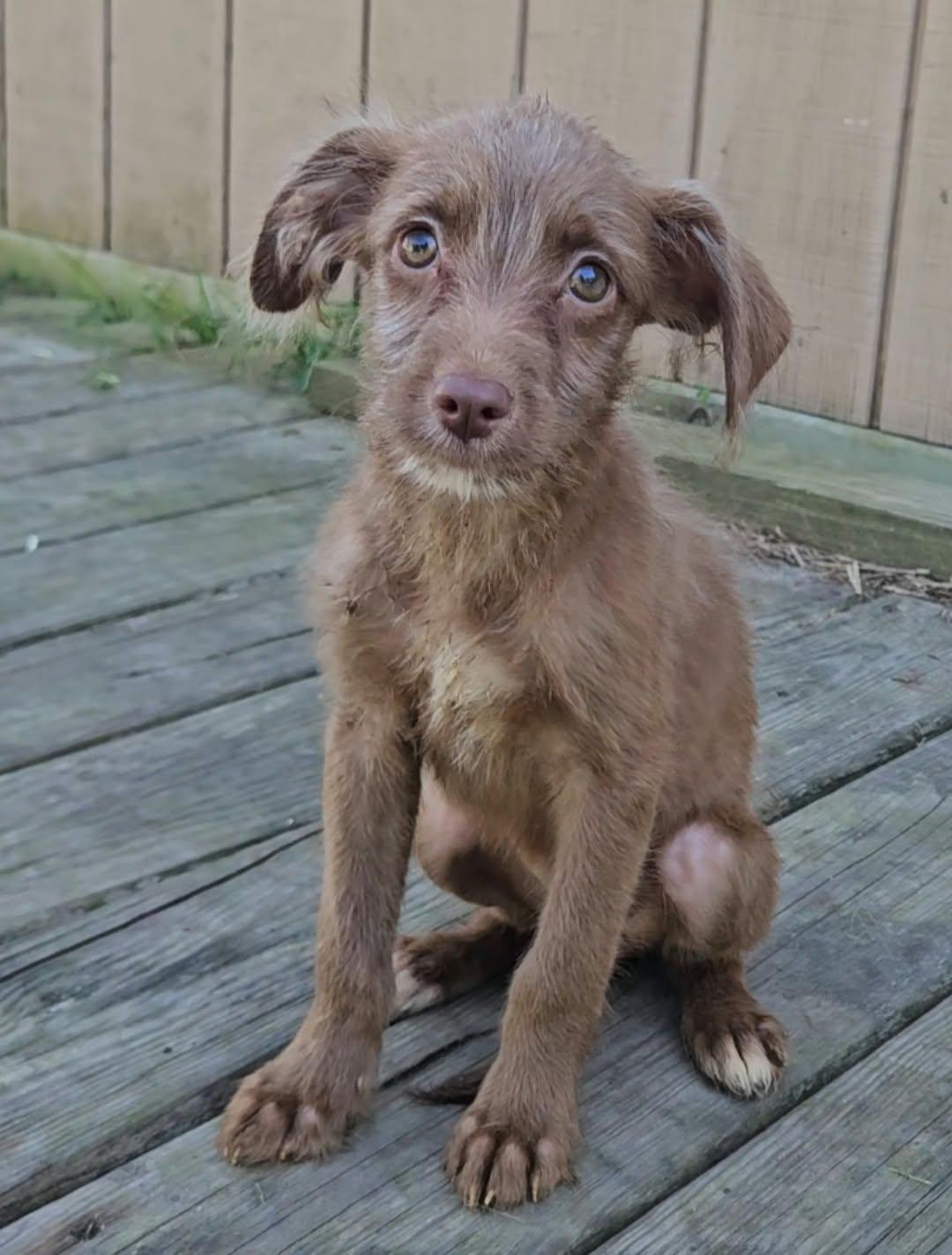 Enlarge Hex, a Adopted mixed breed in China Township, MI image 5/6