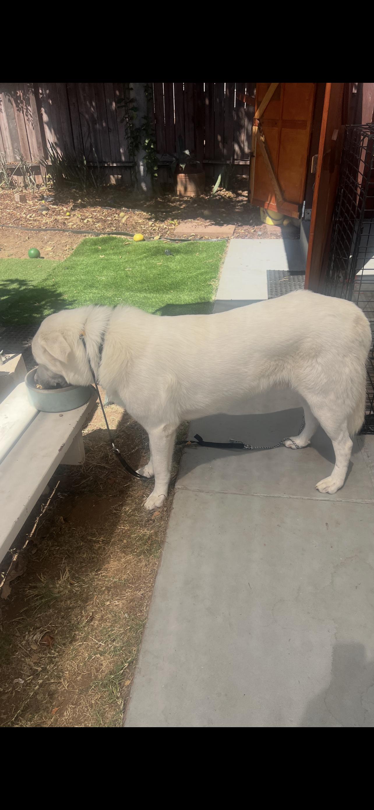 Enlarge GREAT PYRENEES BOY, a Adoptable Great Pyrenees in El Cajon, CA image 3/6