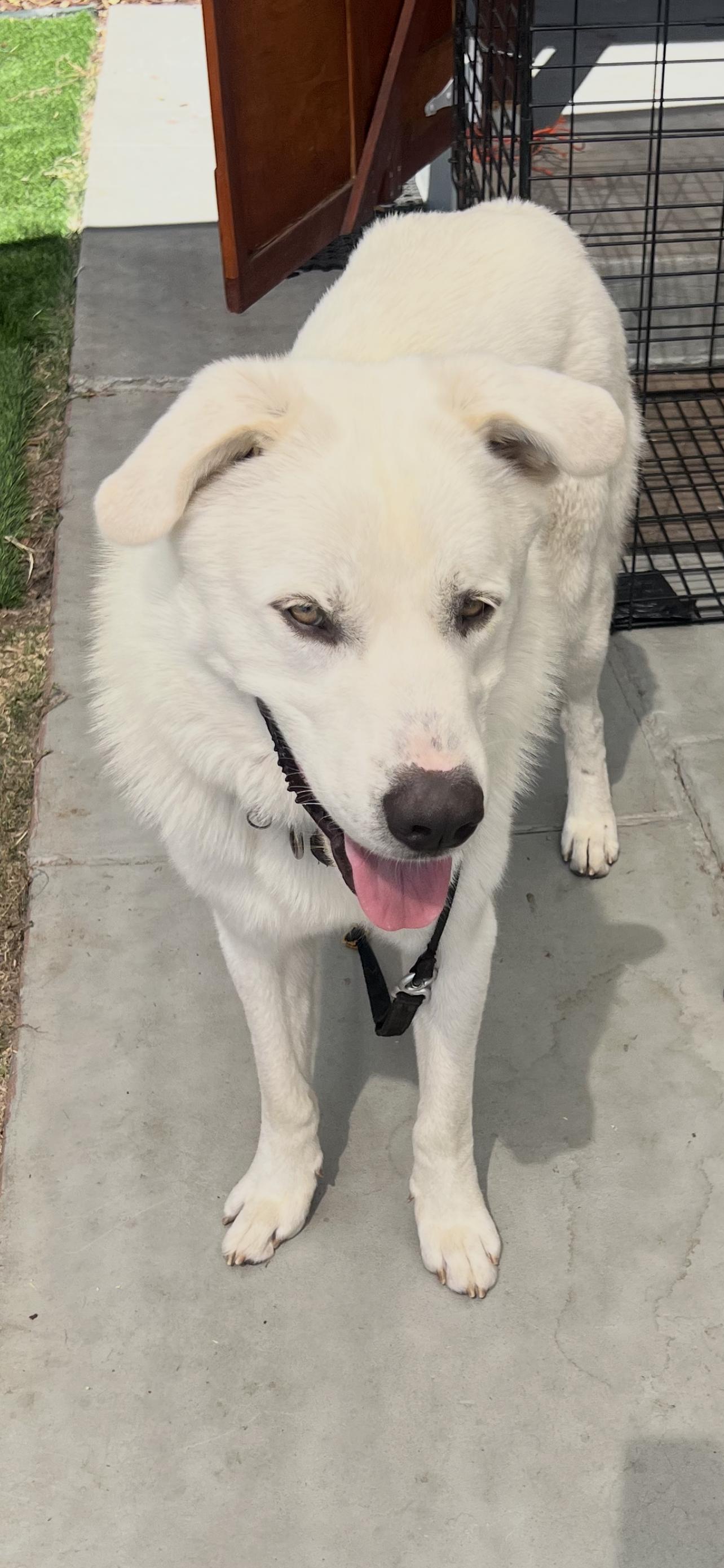 Enlarge GREAT PYRENEES BOY, a Adoptable Great Pyrenees in El Cajon, CA image 1/6