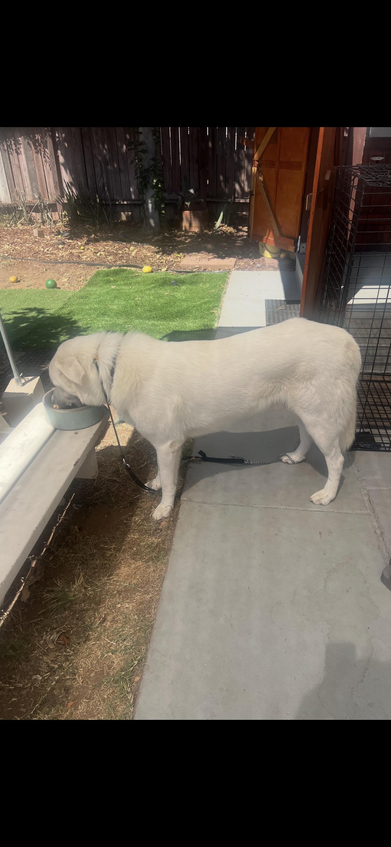 Enlarge GREAT PYRENEES BOY, a Adoptable Great Pyrenees in El Cajon, CA image 5/6