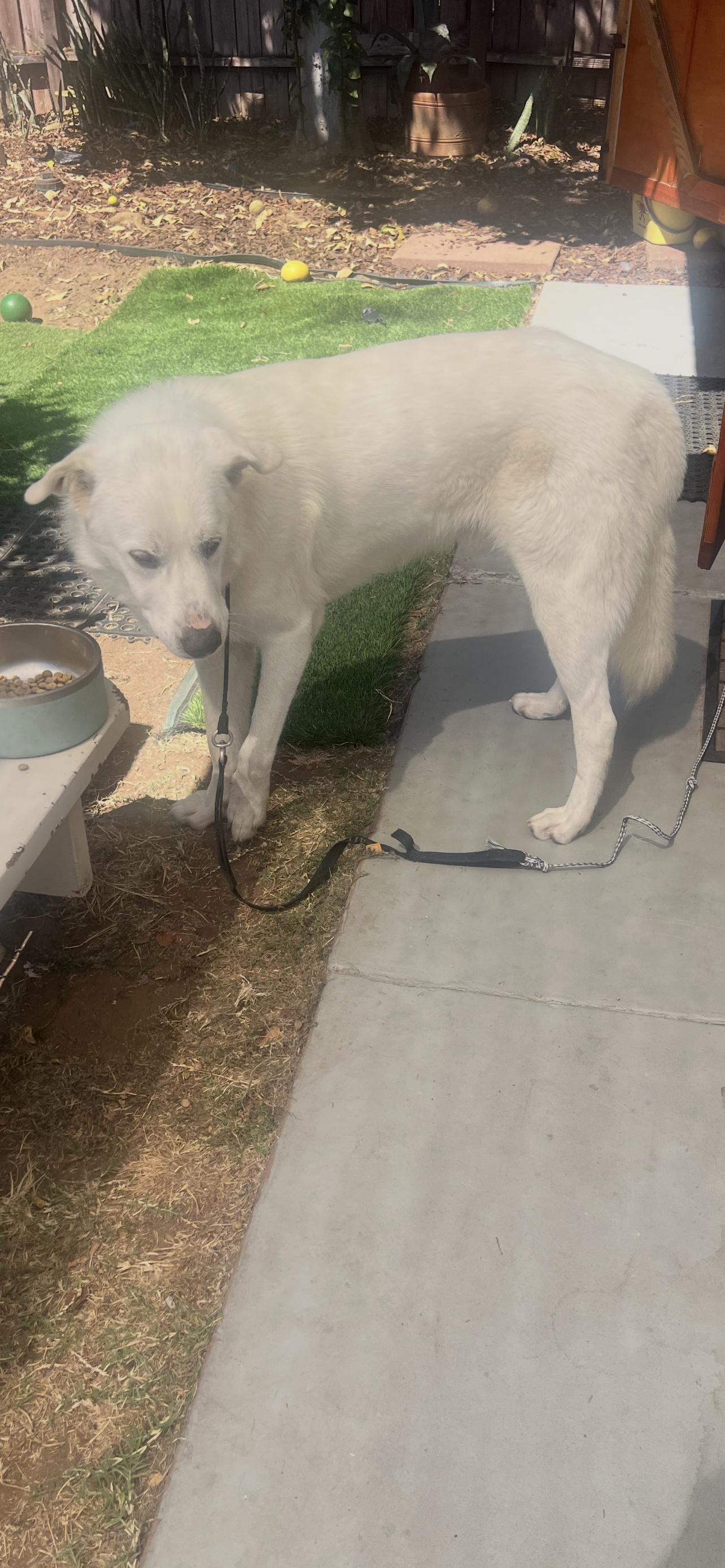 Enlarge GREAT PYRENEES BOY, a Adoptable Great Pyrenees in El Cajon, CA image 4/6