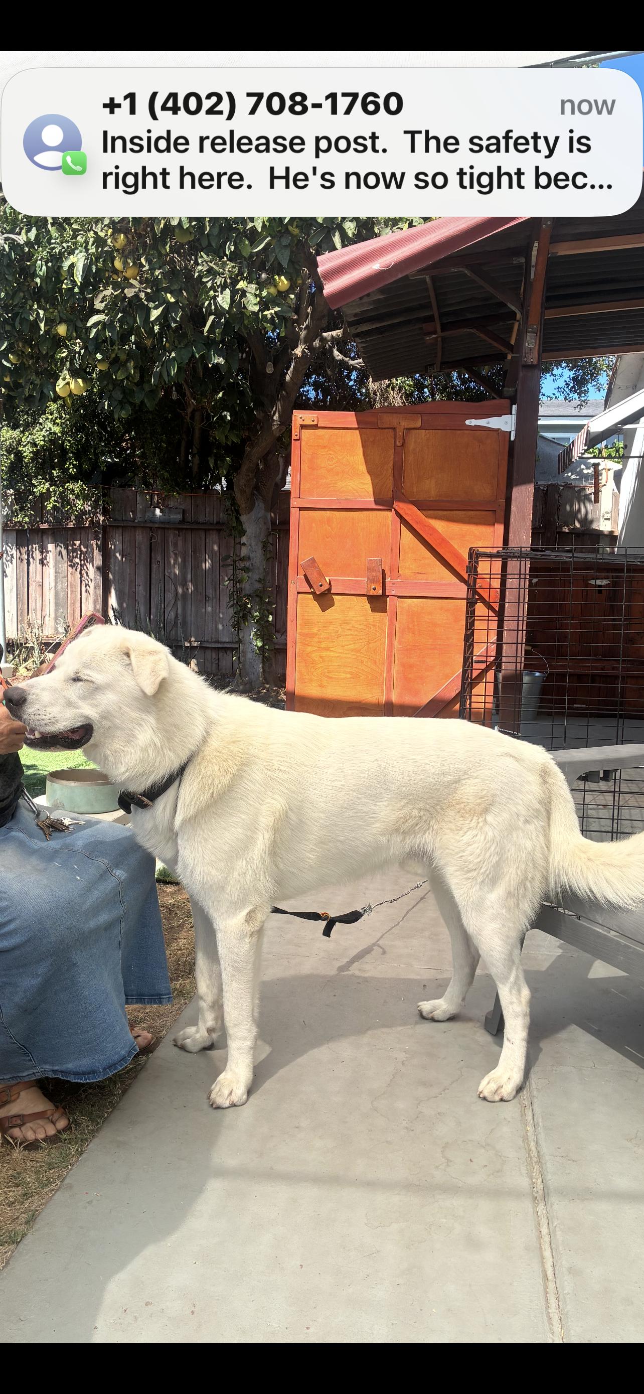 Enlarge GREAT PYRENEES BOY, a Adoptable Great Pyrenees in El Cajon, CA image 6/6