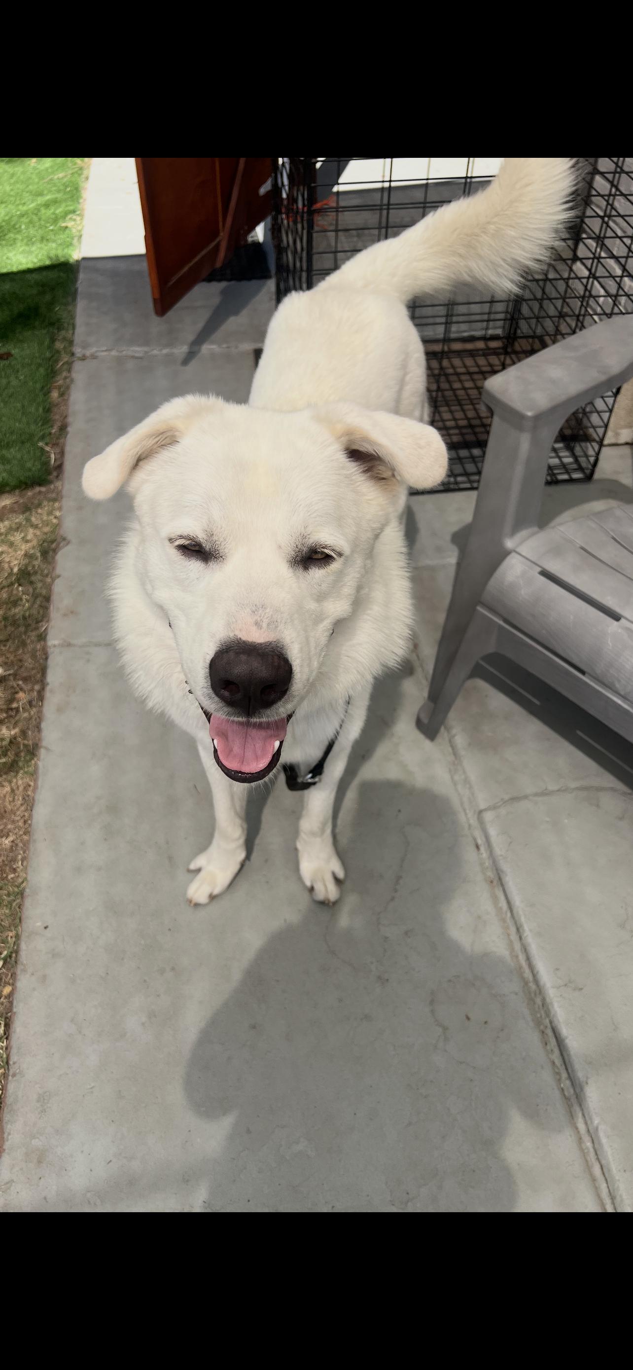 Enlarge GREAT PYRENEES BOY, a Adoptable Great Pyrenees in El Cajon, CA image 2/6