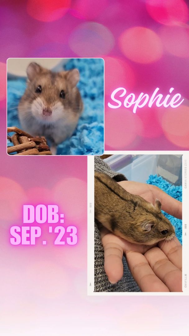 Enlarge Sophie, a Adopted Dwarf Hamster in Santa Ana, CA image 1/1