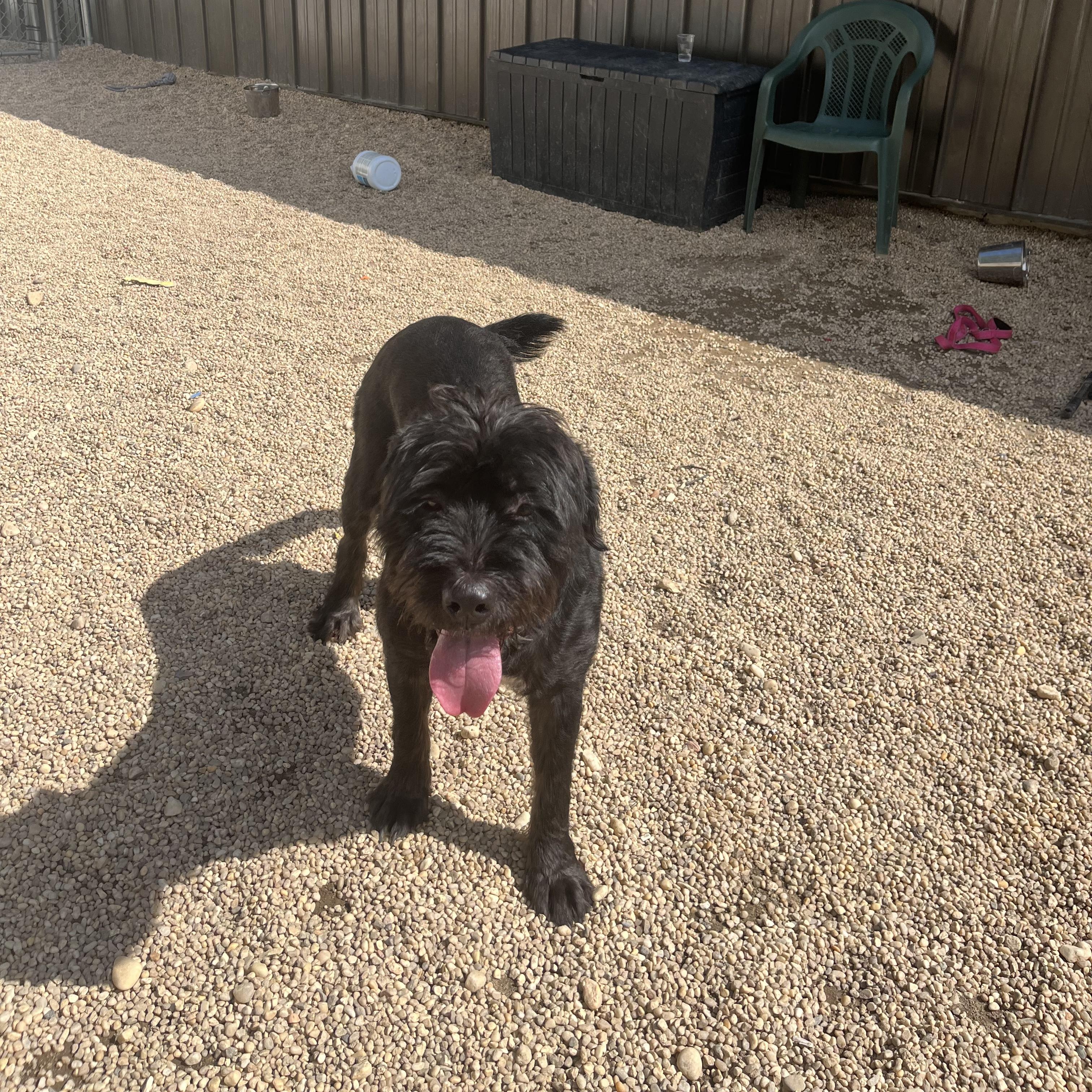 Enlarge Rosealeigh, a Adoptable mixed breed in AQUEBOGUE, NY image 2/2