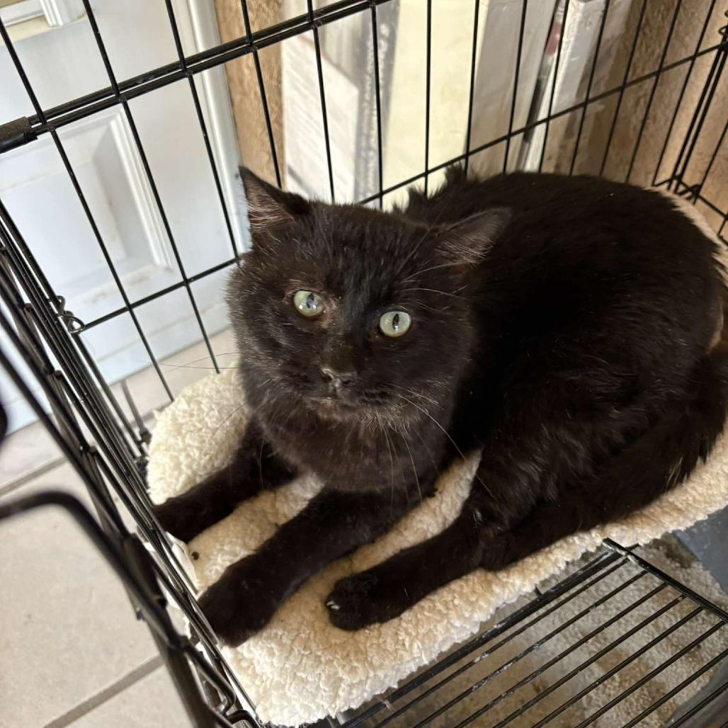 Regis, Adoptable, Adult Male Domestic Medium Hair.