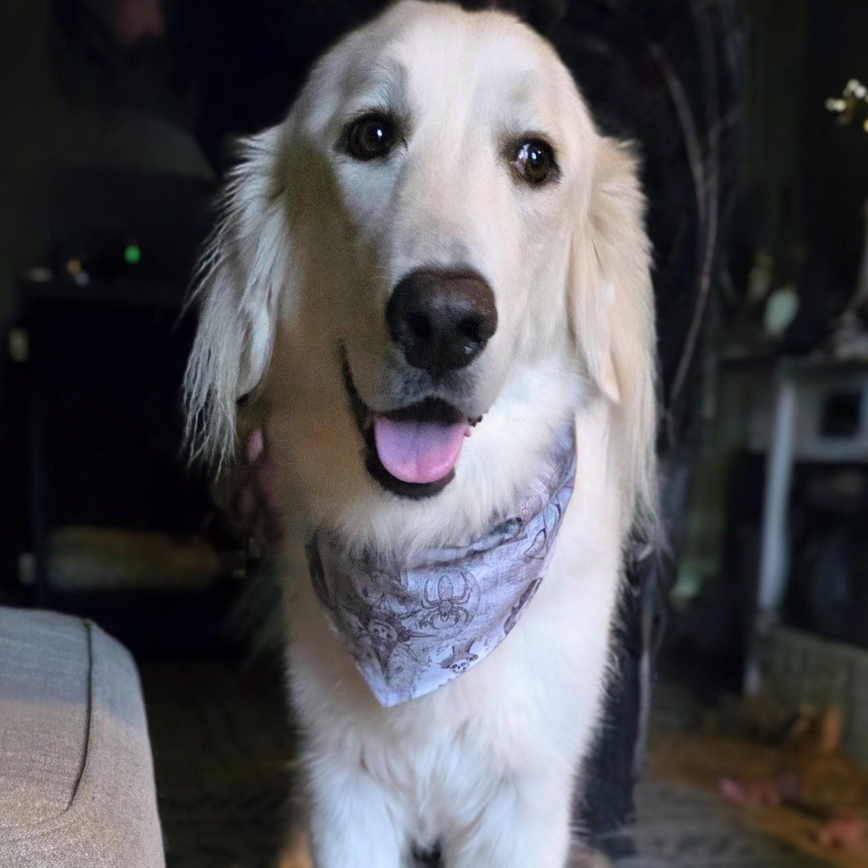 Enlarge Dovie, a Adoptable mixed breed in Portland, OR image 1/5