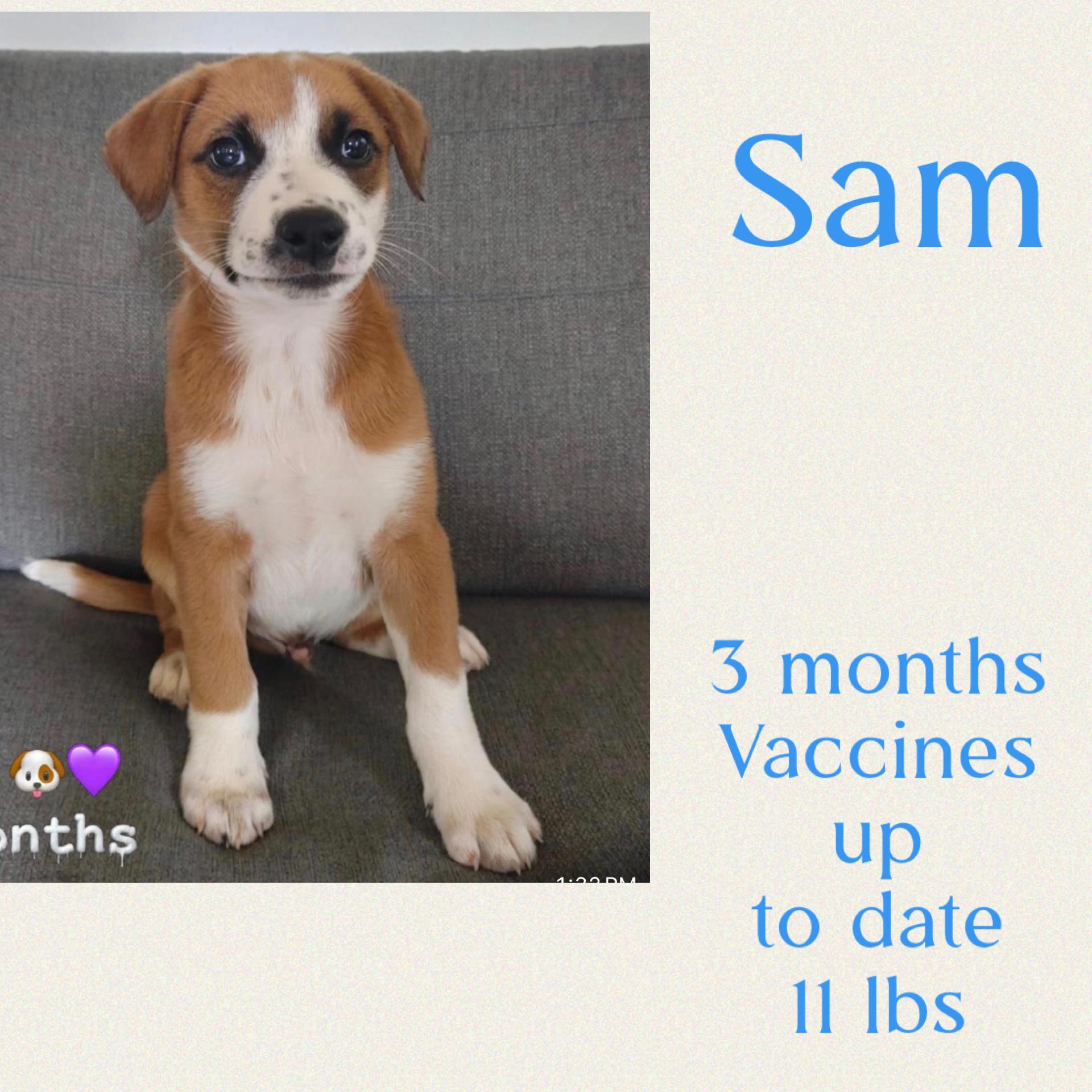 Enlarge Sam, a ADOPTABLE mixed breed in Virginia Beach, VA image 4/5
