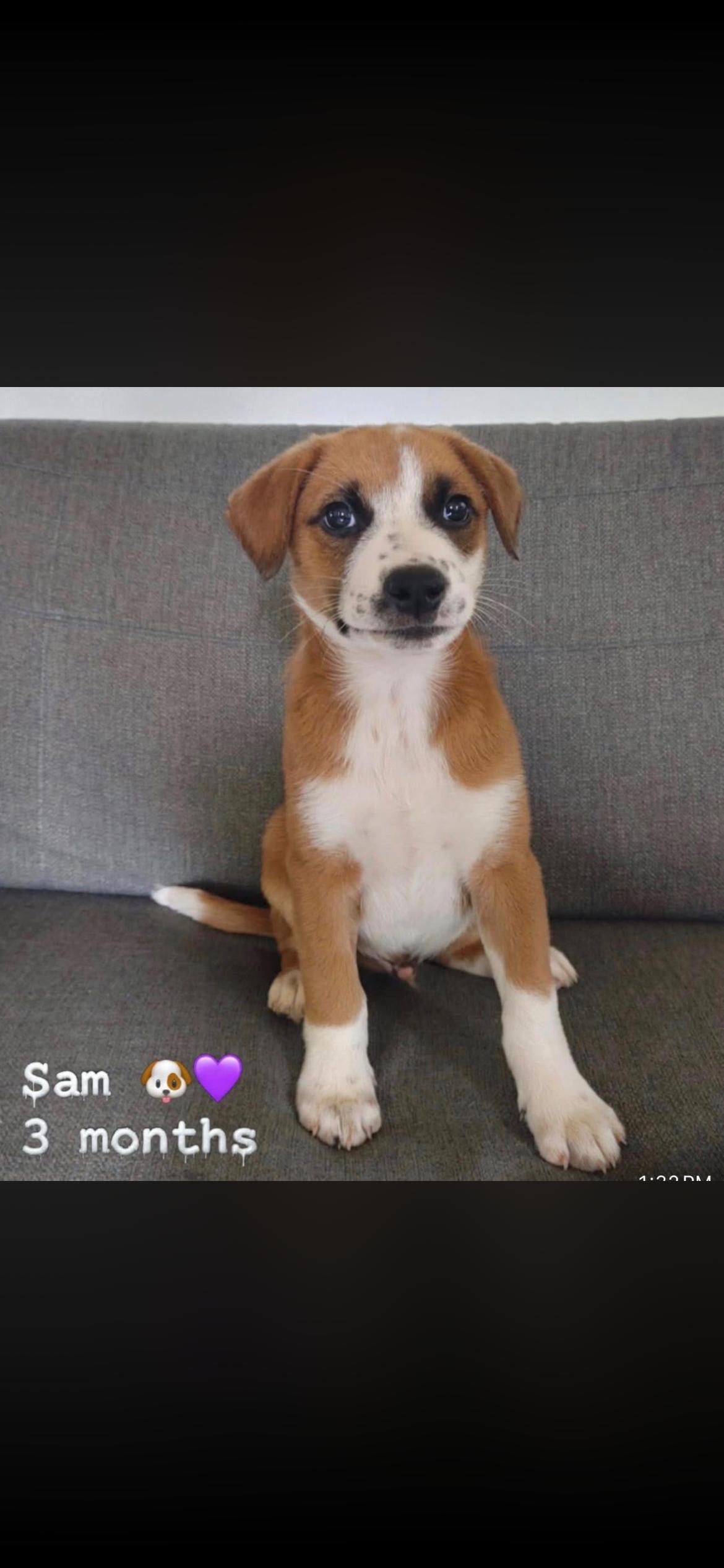 Sam, ADOPTABLE, Puppy Male Terrier.