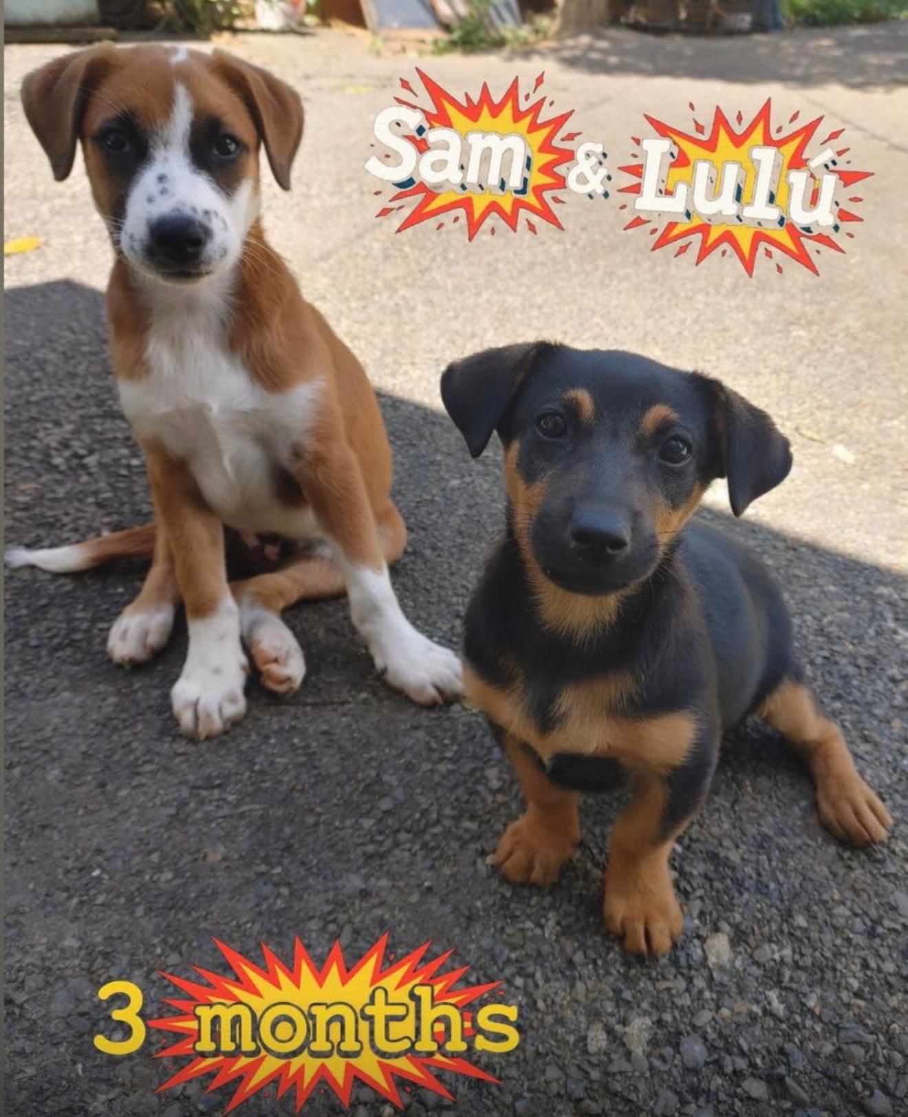 Enlarge Sam, a ADOPTABLE mixed breed in Virginia Beach, VA image 3/5