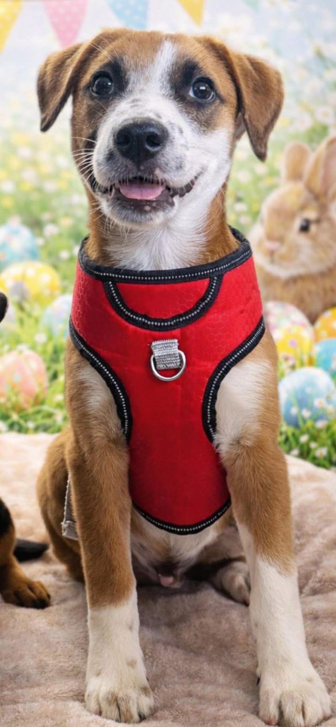 Enlarge Sam, a ADOPTABLE mixed breed in Virginia Beach, VA image 5/5