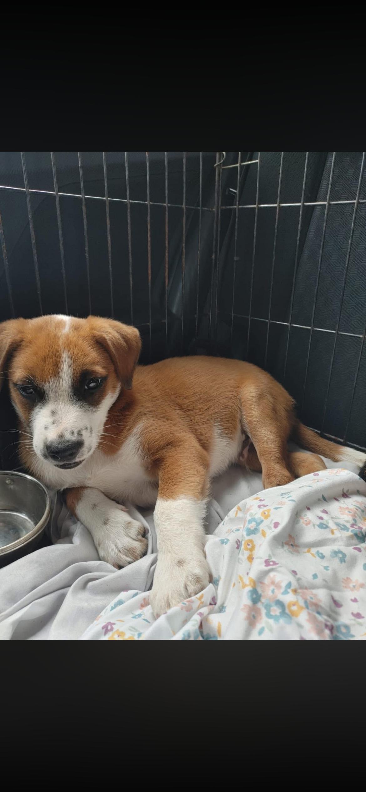 Enlarge Sam, a ADOPTABLE mixed breed in Virginia Beach, VA image 2/5