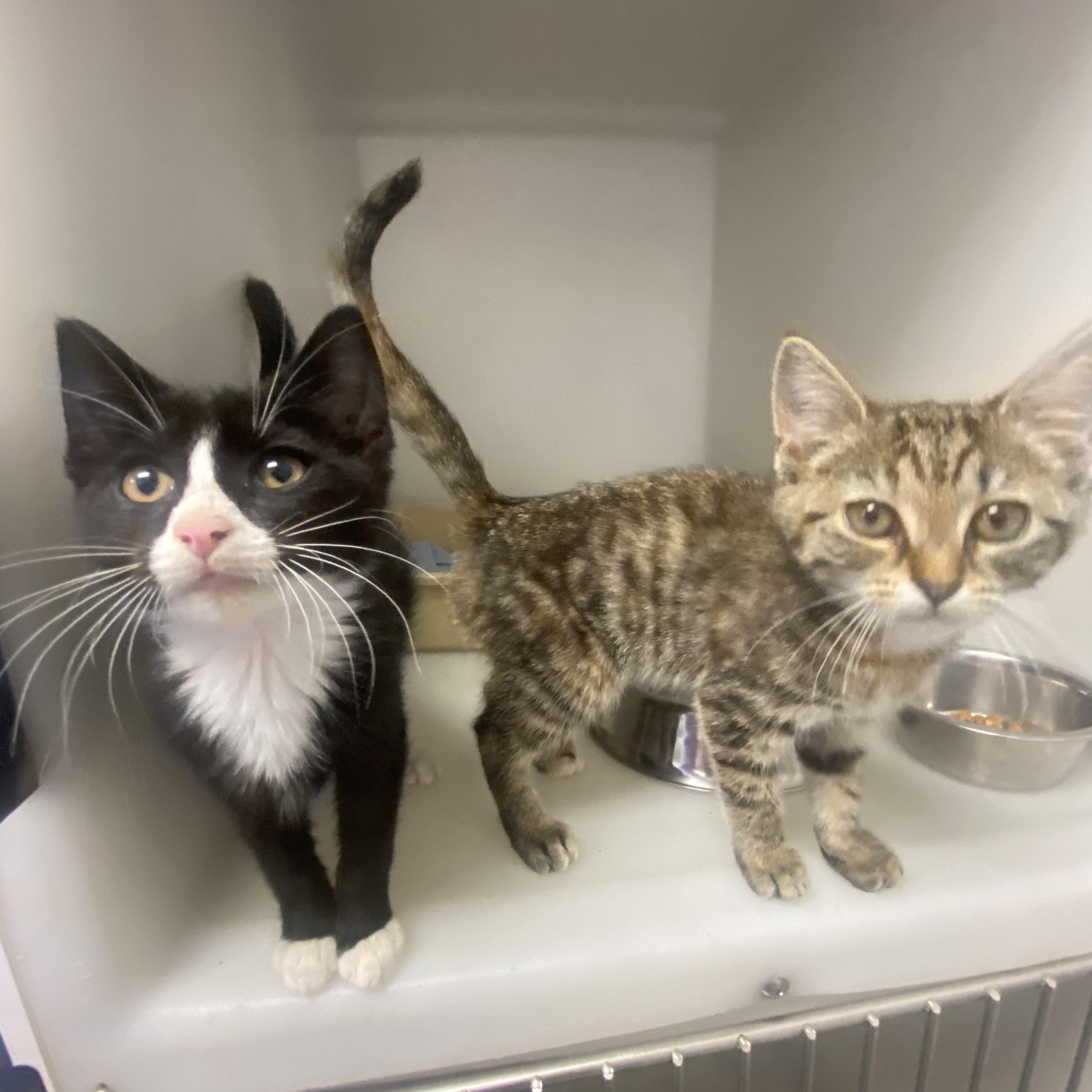 Coke and Pepsi, an adopted Domestic Short Hair in King George, VA image 1/2