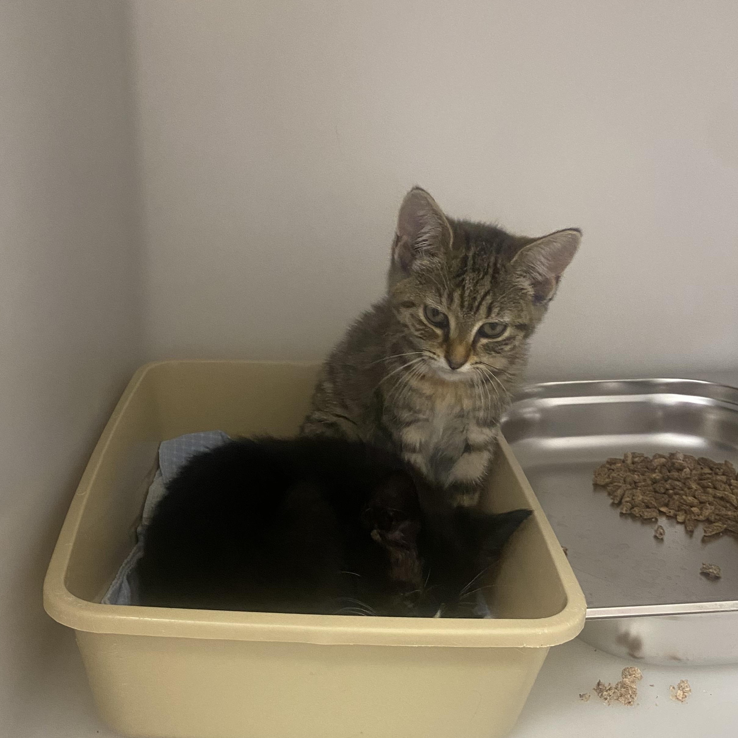 Coke and Pepsi, an adopted Domestic Short Hair in King George, VA image 2/2