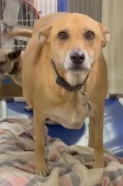 Enlarge Sadie, a ADOPTABLE mixed breed in Wingdale, NY image 1/1