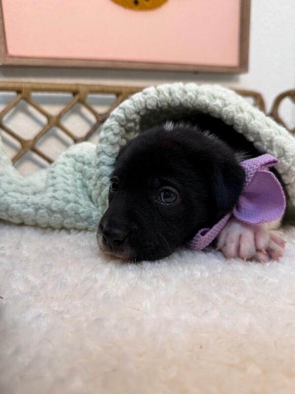 Star Space — thumbnail 2