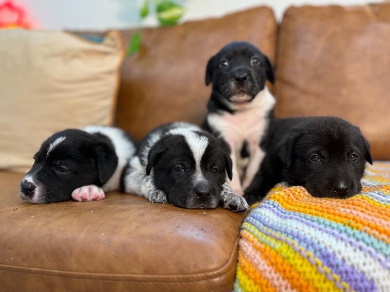 Star Space — thumbnail 3