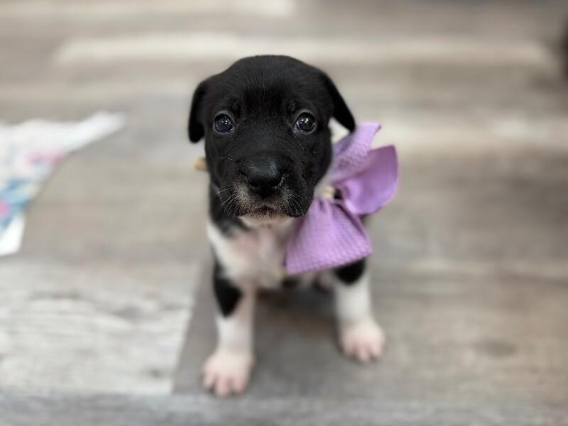 Star Space — thumbnail 4