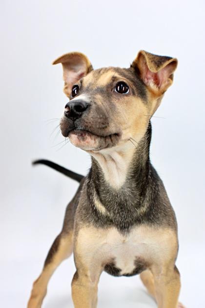 Lia, Adoptable, Puppy Female Miniature Pinscher & German Shepherd Dog.