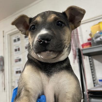 Enlarge Lia, a Adoptable mixed breed in Morton Grove, IL image 2/3