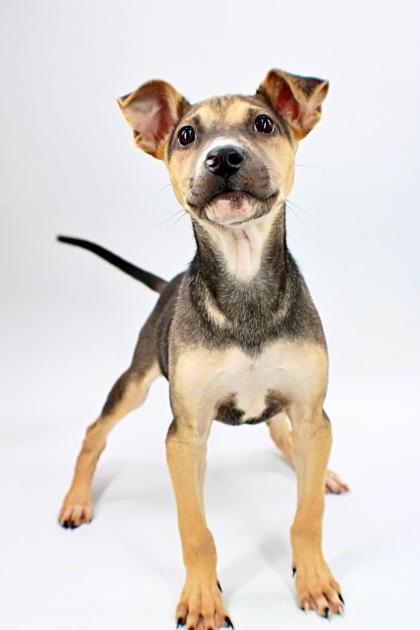 Enlarge Lia, a Adoptable mixed breed in Morton Grove, IL image 3/3
