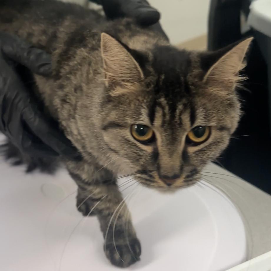Charlie, Adoptable, Young Male Domestic Short Hair.