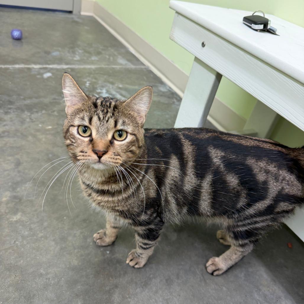 Enlarge Charlie, a Adoptable Domestic Short Hair in Manhattan, KS image 2/5